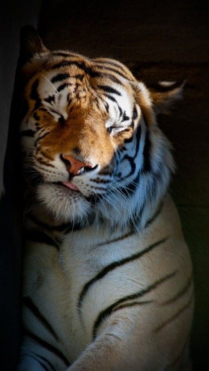 Taehyung as tiger ~ A thread 