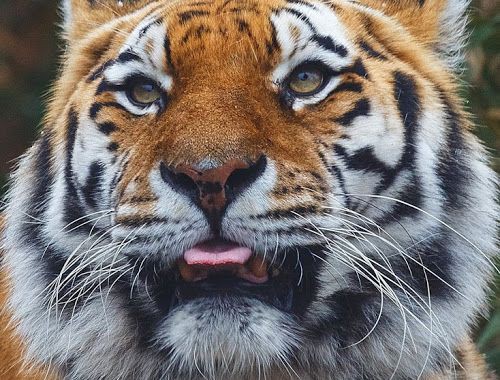 Taehyung as tiger ~ A thread 