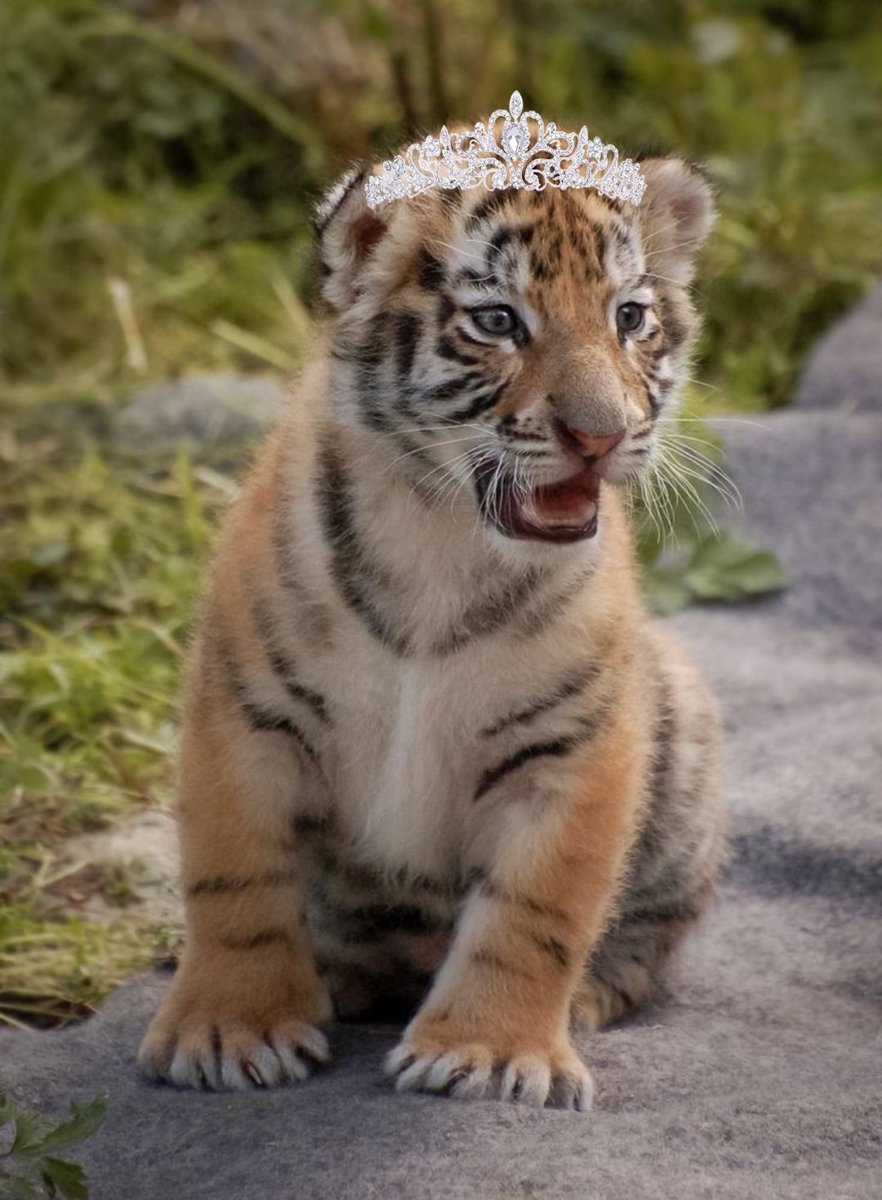 Taehyung as tiger ~ A thread 