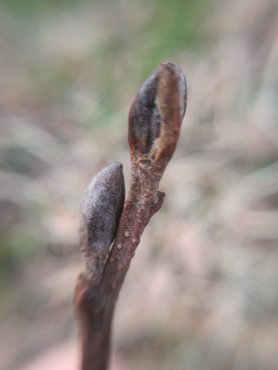ptolmigan23's tweet photo. Caught up with some buds on today's local walk. The clustered buds of oak, big sticky bud of horse chestnut, the boxing glove like buds of alder and The smooth, green ovoid bud of hazel. #wintertreeid #oootreefwiends https://t.co/LalYHQTeXz