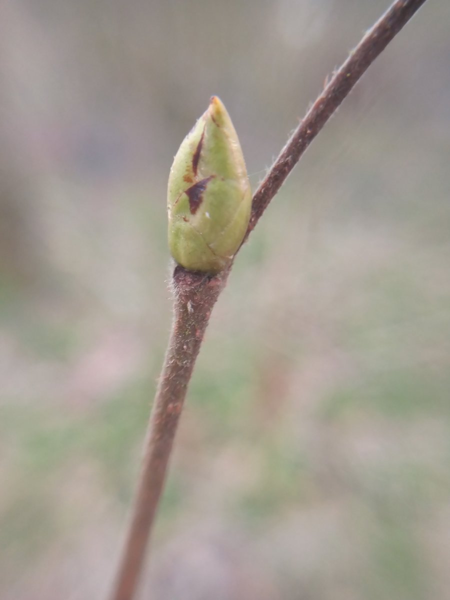 ptolmigan23's tweet photo. Caught up with some buds on today's local walk. The clustered buds of oak, big sticky bud of horse chestnut, the boxing glove like buds of alder and The smooth, green ovoid bud of hazel. #wintertreeid #oootreefwiends https://t.co/LalYHQTeXz