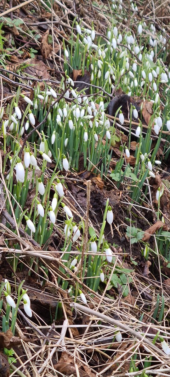 Winter walks at home! @newlanarkwhs <a href="/PopinjayHotel/">PopinjayHotel</a> <a href="/VsitLanarkshire/">Visit Lanarkshire</a> <a href="/HealthyValleys/">Healthy Valleys</a>