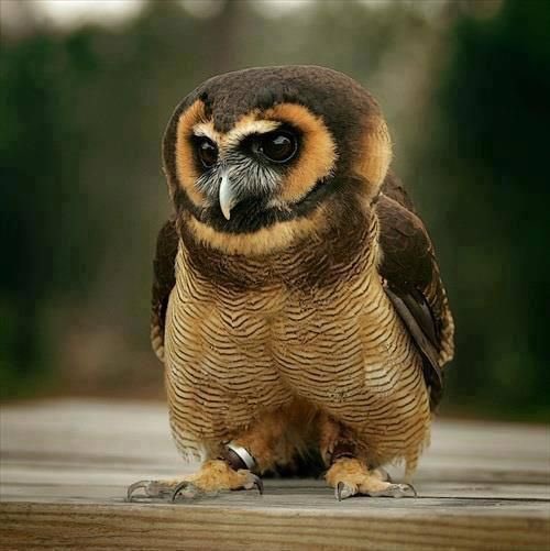 Let’s get this glorious  #SuperbOwl   Sunday started off right!Post a picture of a Superb Owl! 