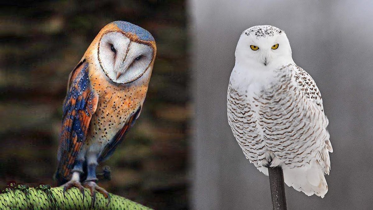 Let’s get this glorious  #SuperbOwl   Sunday started off right!Post a picture of a Superb Owl! 