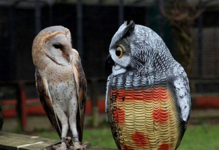 Let’s get this glorious  #SuperbOwl   Sunday started off right!Post a picture of a Superb Owl! 