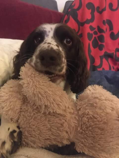 Rosie Doc tweet media