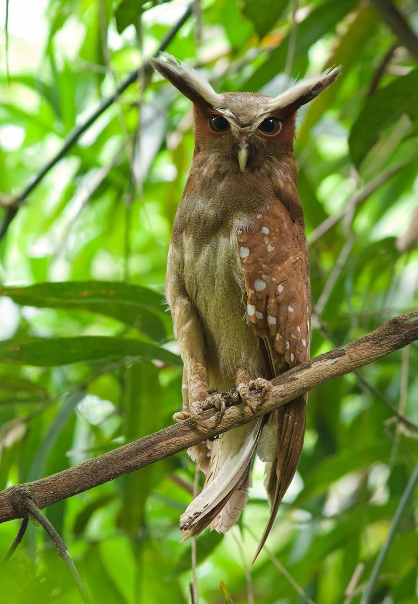 Let’s get this glorious  #SuperbOwl   Sunday started off right!Post a picture of a Superb Owl! 