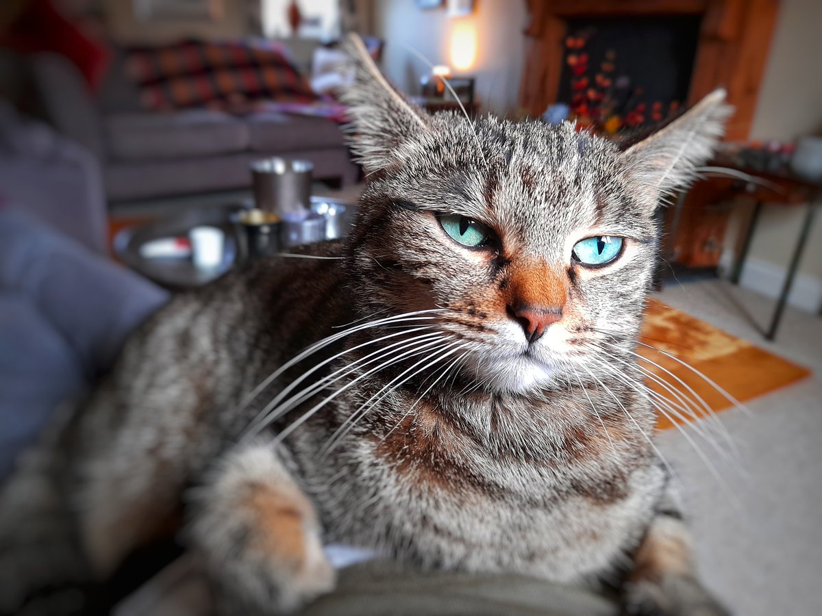 OdetteDewhurst's tweet photo. #CatStatus - deeply unimpressed https://t.co/V5AV57vO6k