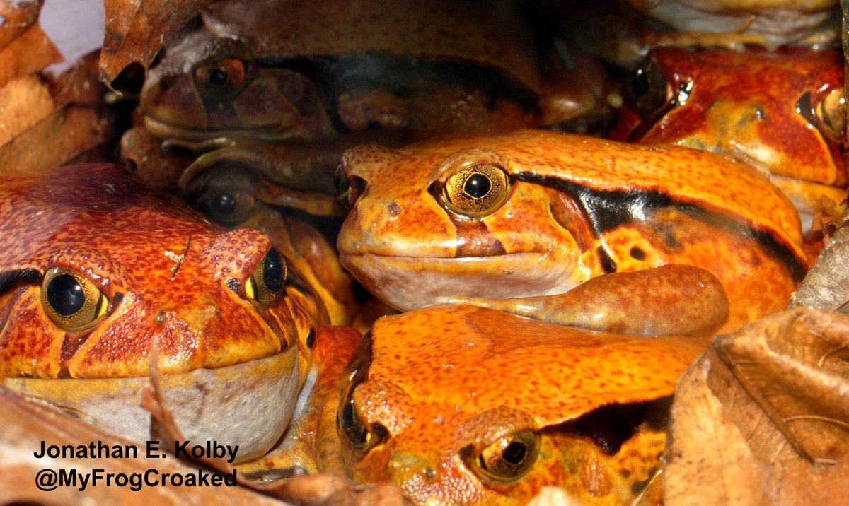 I sampled 565 frogs for  #chytrid that were exported from  #Madagascar. In my 1st attempt to detect this pathogen, 3  #frogs tested positive. I was shocked, scared, and confused. What did it mean?  https://dx.plos.org/10.1371/journal.pone.0089660  #ConservationOptimism  #WildlifeTrade  #ScienceTwitter (8/N)