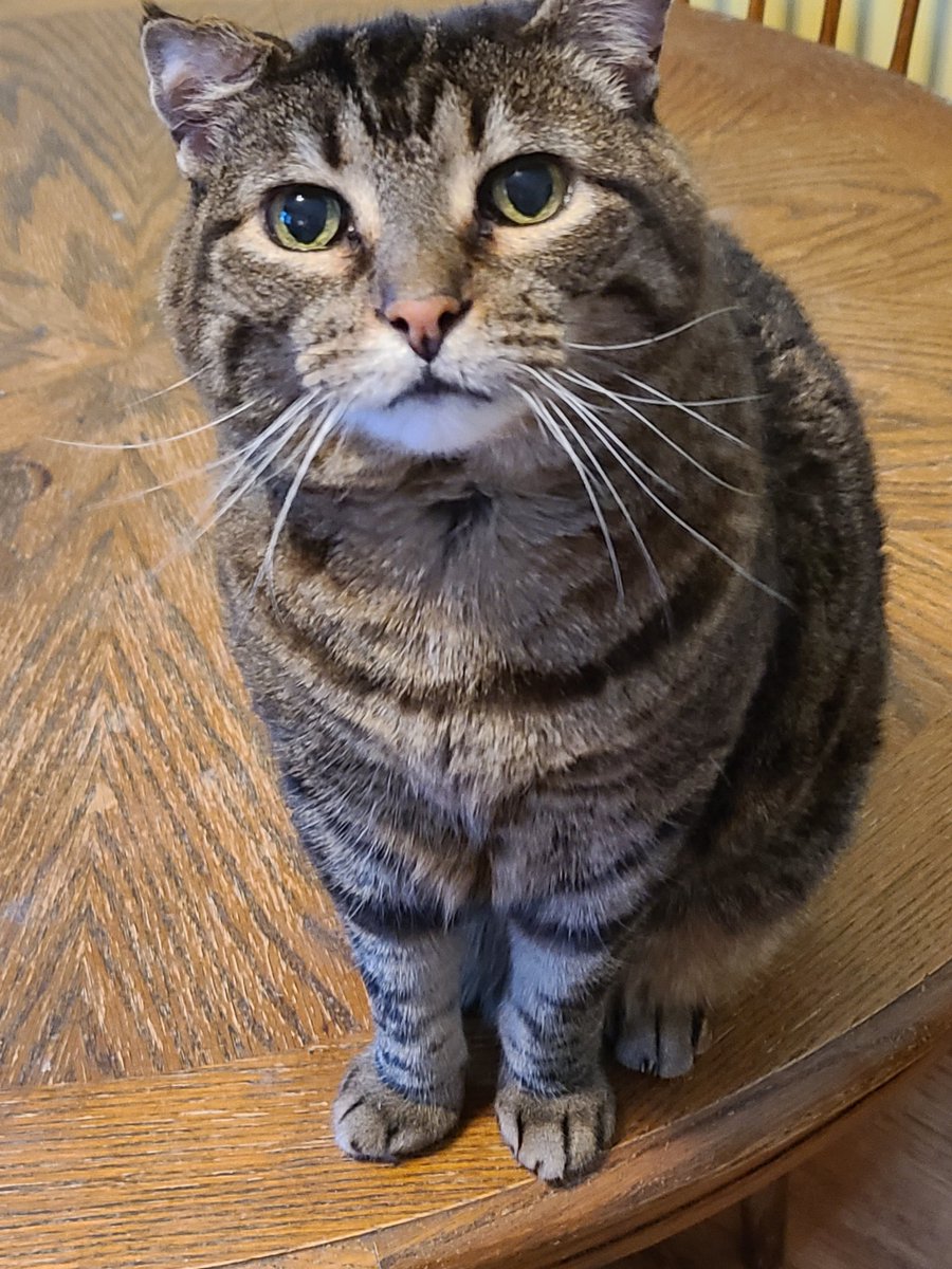 RobinMcQuillian's tweet photo. Simba says Hello ❤ https://t.co/YUwbkSjNLN