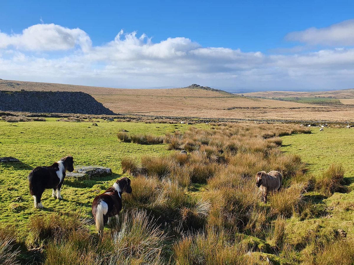 higherlongford's tweet photo. Ponies sheltering from the wind on #dartmoor https://t.co/VyqhGkwcpK