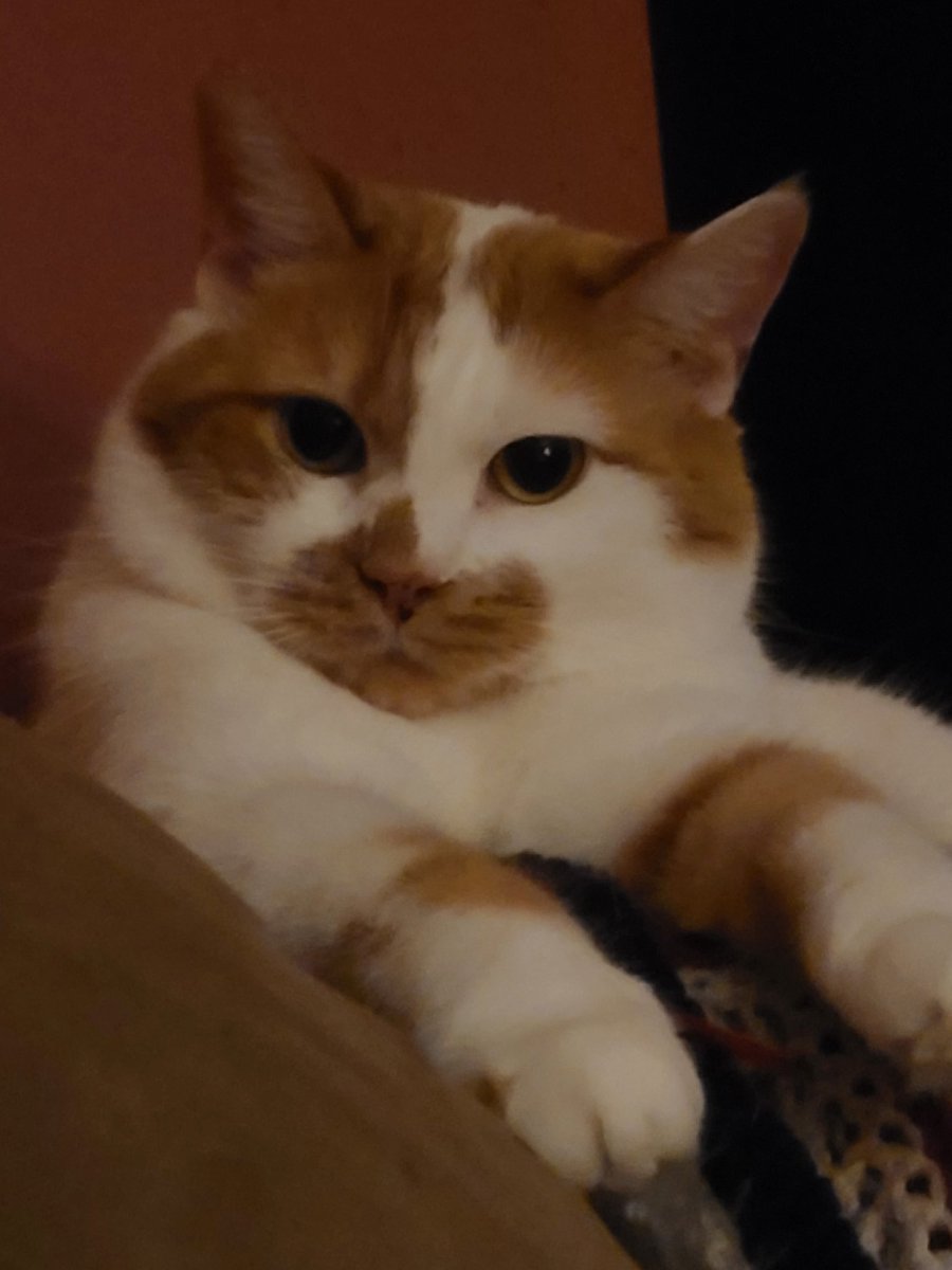 RobinMcQuillian's tweet photo. My princess,  Pumpkin ❤ https://t.co/JRVkwv6PRz