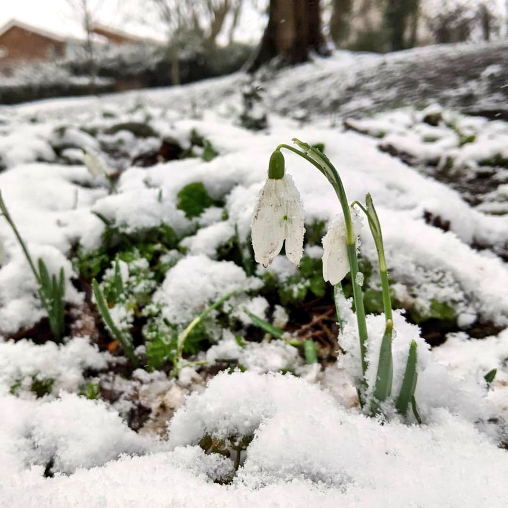 WildflowerUrban's tweet image. Winter landscapes and snow covered flowers are the order of the day ❄️

#winterlandscape #snowdrops #winterflowers #urbanwildflowers
