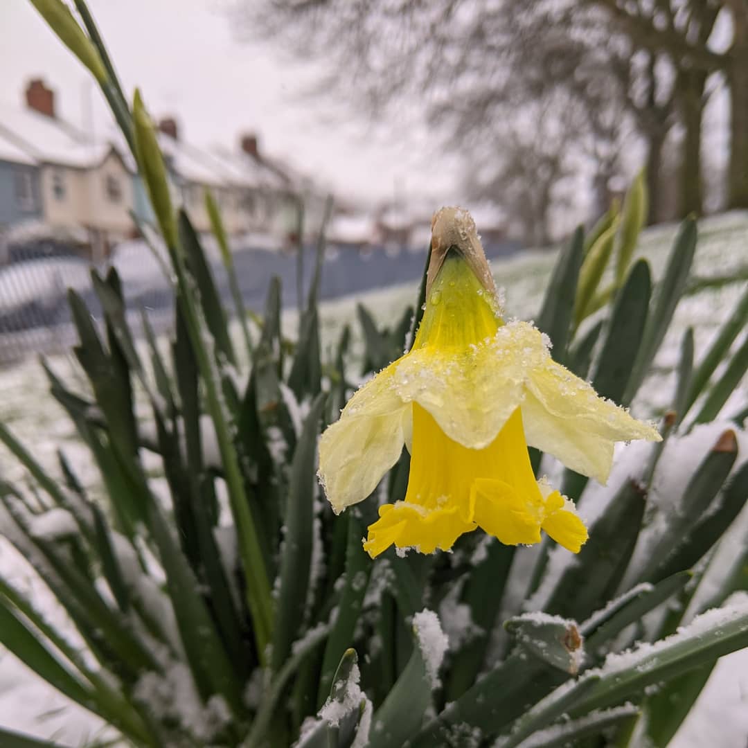 WildflowerUrban's tweet image. Winter landscapes and snow covered flowers are the order of the day ❄️

#winterlandscape #snowdrops #winterflowers #urbanwildflowers