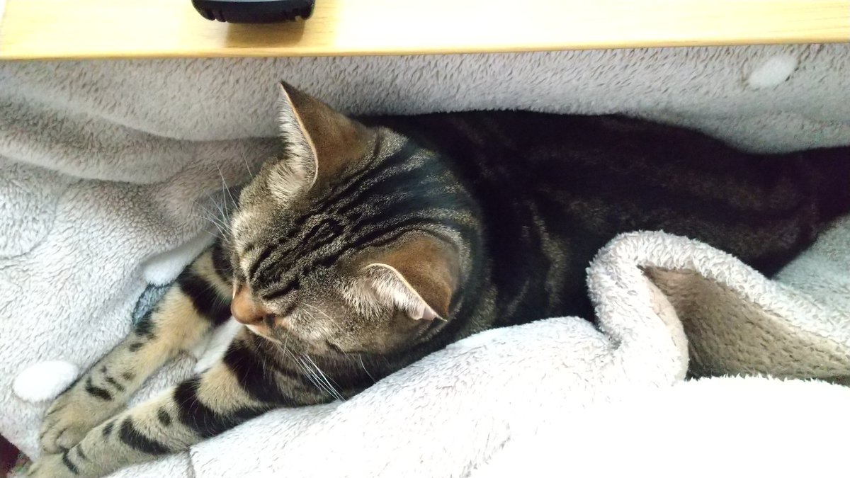 みん コタツに入って 録画消化 ジャック君が膝に乗ってくる 可愛いな って最初は思うけど 段々重くなってきて足を動かすと怒られる 猫あるある