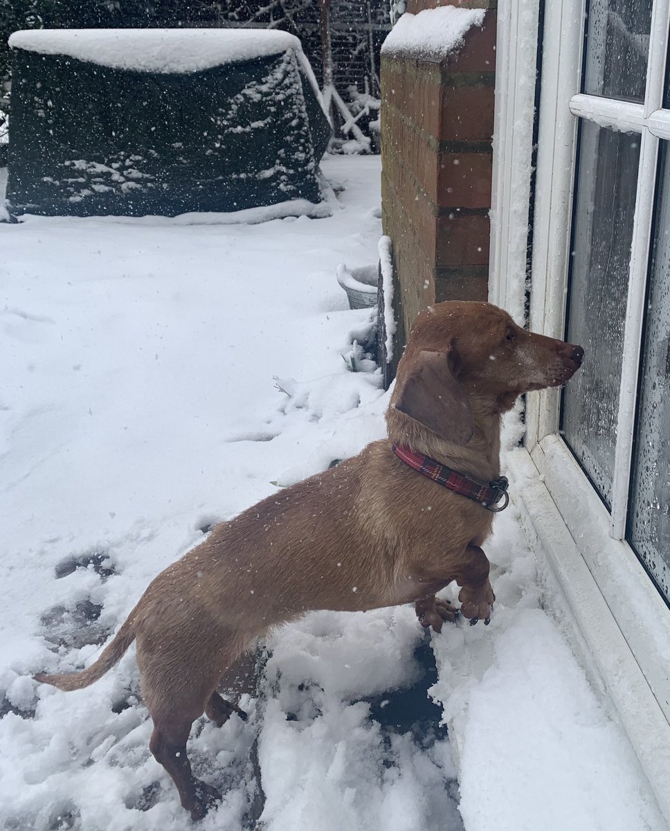 Audrey went back to bed at 7am when there was no snow. Not impressed to be woken up and put outside 4 hours later 🤣 #dachshunds