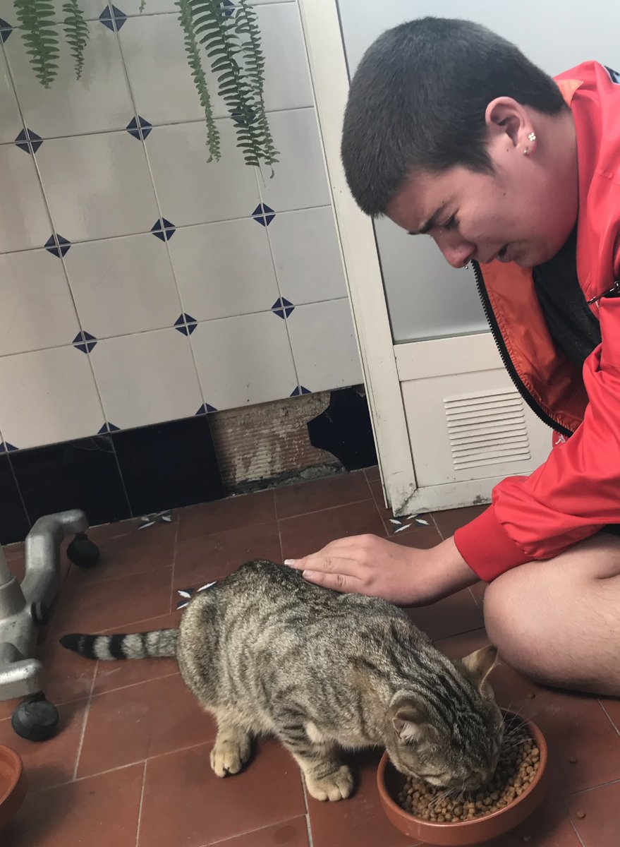 iAlbertoGZ's tweet photo. Mi gato llevaba dos dias desaparesido, mi hermano estaba muy triste y mientras estaba buscándolo x la calle, de repente el gato ha venido a casa solito, hemos llamado a mi hermano para decirle que ya había aparecido y ha venido corriendo (en el fondo es un blandengue jeje). https://t.co/4SYYben6XP