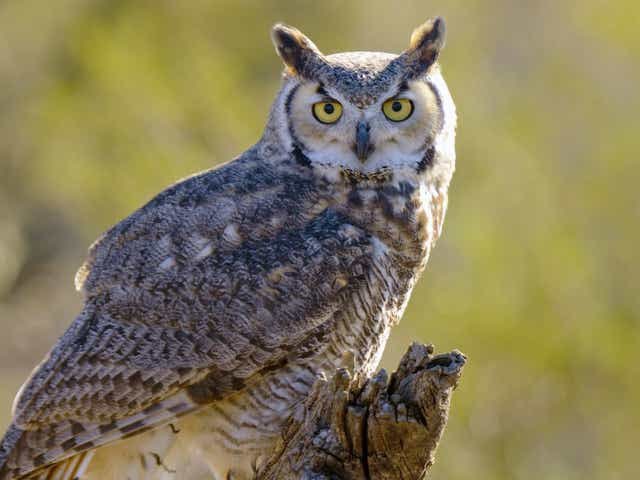 BattMolling's tweet photo. Superb Owl Day!!! https://t.co/sRgWZxAfuq