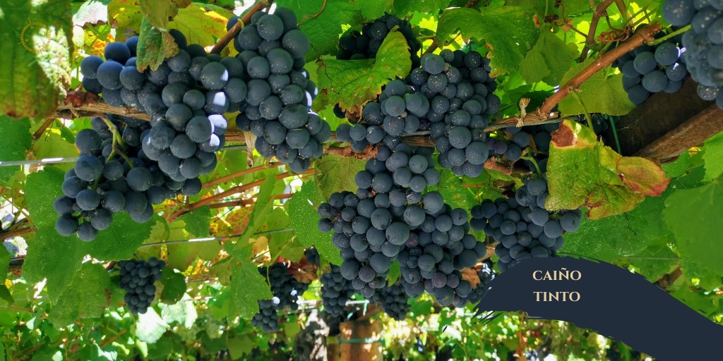 🍇El Caiño Tinto es una de las 3 variedades tintas autóctonas del Val do Salnés.

👉Es una variedad de tamaño medio y no muy compactas. 

Estamos trabajando en esta nueva elaboración Caiño Tinto. Muy pronto podremos avanzaros más detalles 🍇