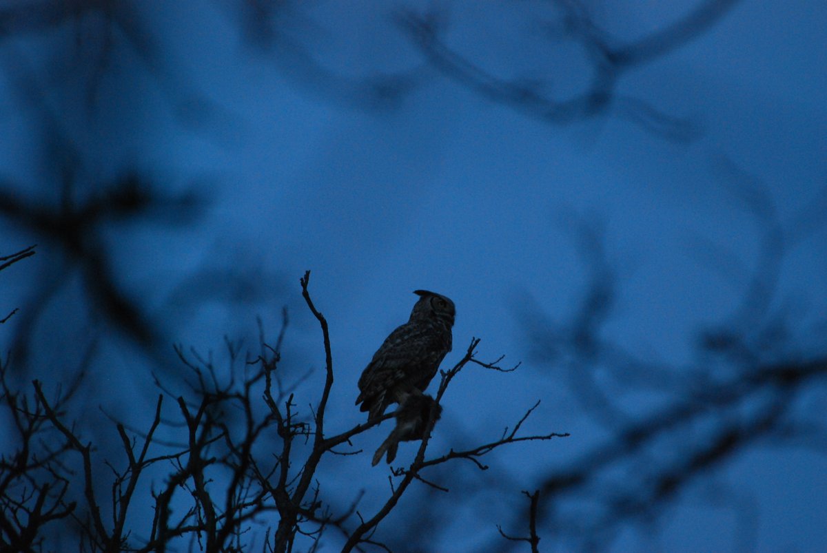 My Masters fieldwork was spent in the dark doing owl surveys from March - June in w. Manitoba. Like many birds, owls call to establish their territories and you can use that to locate them. I did this to sort out which habitats different species preferred.  #SuperbOwlSunday 2/