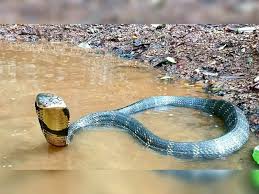 random_snakes's tweet photo. #TipsForTwitterSuccess Express your political anger, then post science facts and animal pictures. That way, people get smarter as they read about politics, instead of dumber. Example:
#GOPCowards and cobras are venomous but unlike #GOPComplicitTraitors cobras are intelligent! https://t.co/PEUhQnApzy