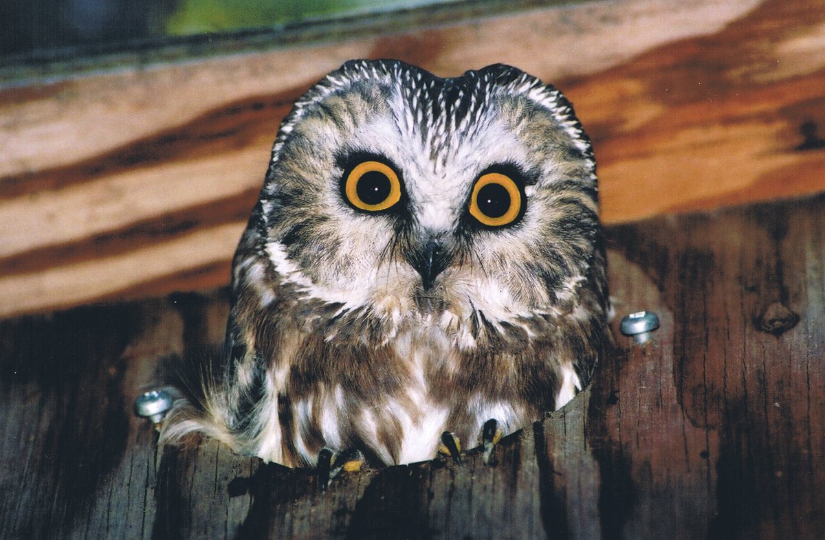 My Ph.D. research was more specific. I wanted to see how changes forest cover amount affected how northern saw-whet owls foraged and fed their young; then how it affected the health of the young and their behaviour once they left the nest.  #SuperbOwlSunday  #SuperbOwl   3/
