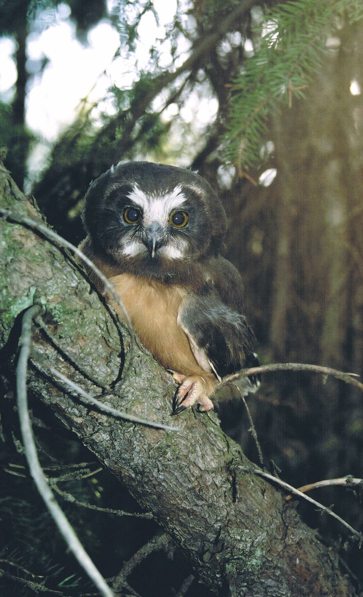 My Ph.D. research was more specific. I wanted to see how changes forest cover amount affected how northern saw-whet owls foraged and fed their young; then how it affected the health of the young and their behaviour once they left the nest.  #SuperbOwlSunday  #SuperbOwl   3/