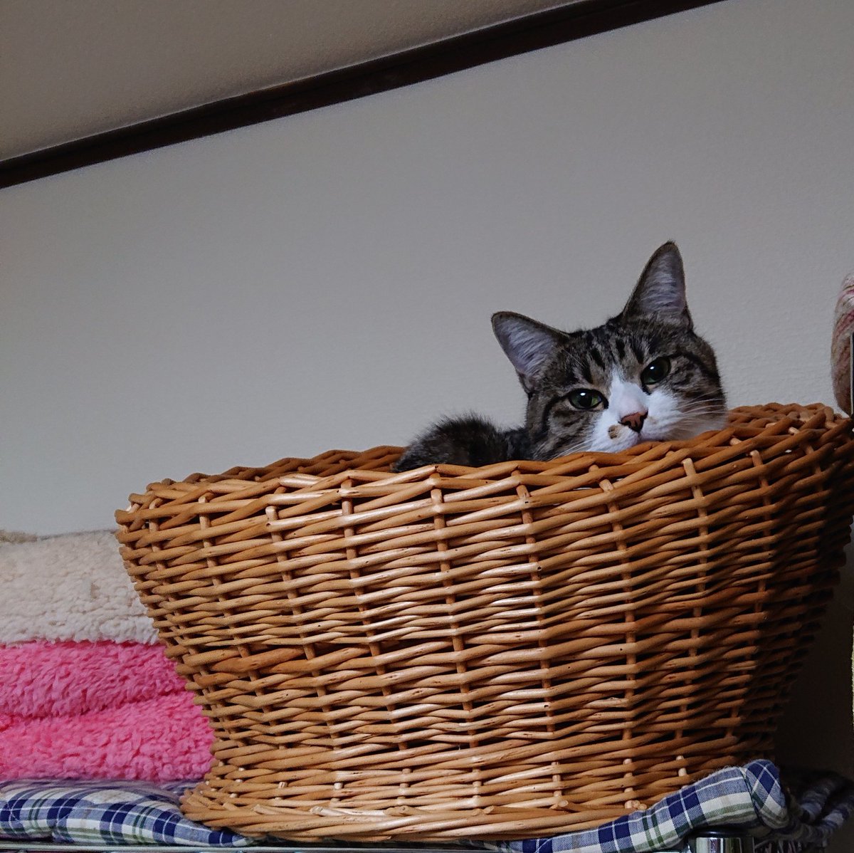 Sleepy Cat えぇ 夏用ベッドです わかっております 暑い夏でも涼やかに過ごせるように おせわがかりがわたしのためによかれと思って買ってくれました 夏には1回も使わなかった 猫 ねこ 猫様 猫のつぶやき 猫のいる幸せ