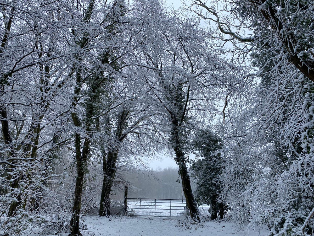 GerdievanGerwen's tweet photo. Ook bij oudste dochter in Engeland prachtige sneeuwtaferelen. #charthamdowns #engeland https://t.co/Pi5eMaQlha