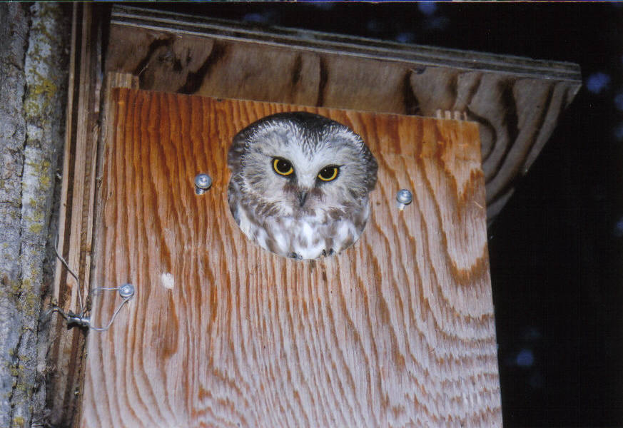 We worked with saw-whet owls that used nestboxes east and north of Edmonton AB, put there by an amazing hobby bander over decades. We banded the females and put an automated scale in the box to record whenever the male brought food back to the chicks.  #SuperbOwlSunday 4/