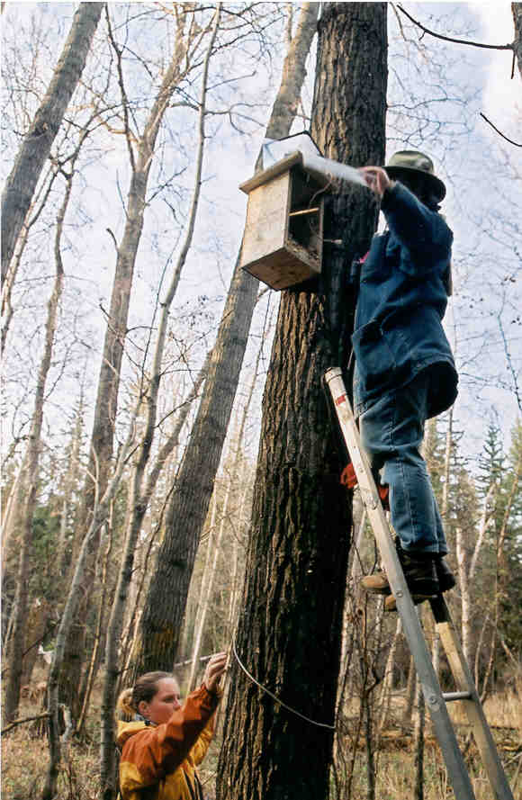 We worked with saw-whet owls that used nestboxes east and north of Edmonton AB, put there by an amazing hobby bander over decades. We banded the females and put an automated scale in the box to record whenever the male brought food back to the chicks.  #SuperbOwlSunday 4/