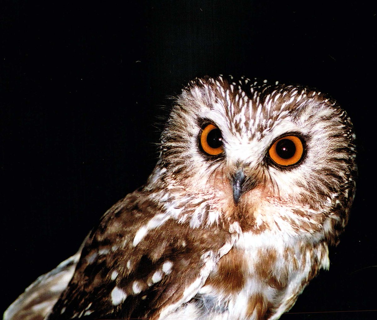 We trapped males when they fed the kids to radio tag them. We spend 100s of hours tracking males at night while they foraged and fed their young. We found that their home ranges were really contracted when there was very little forest and young were fed less often  #SuperbOwl   5/