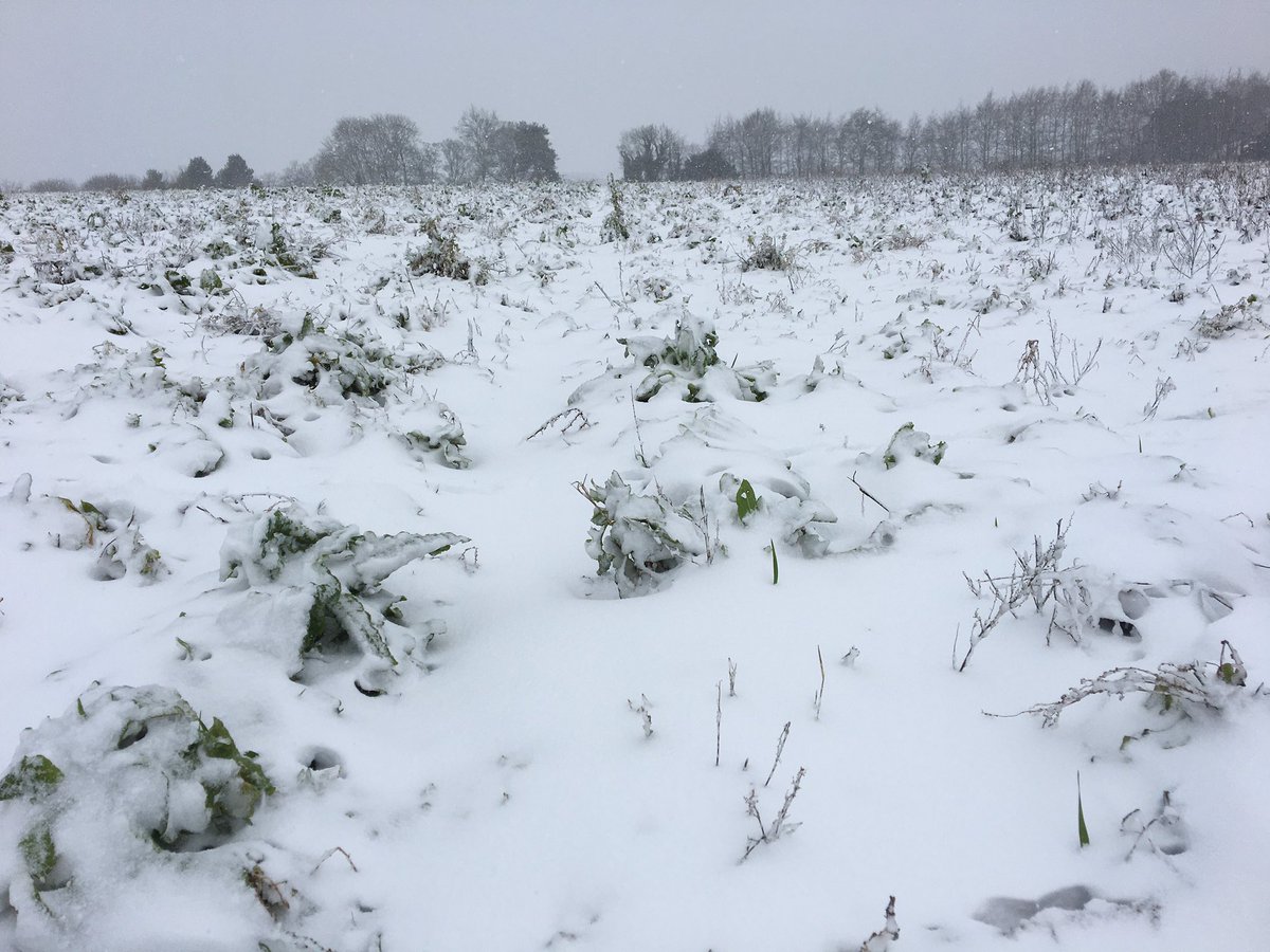 Ripple farm fields today