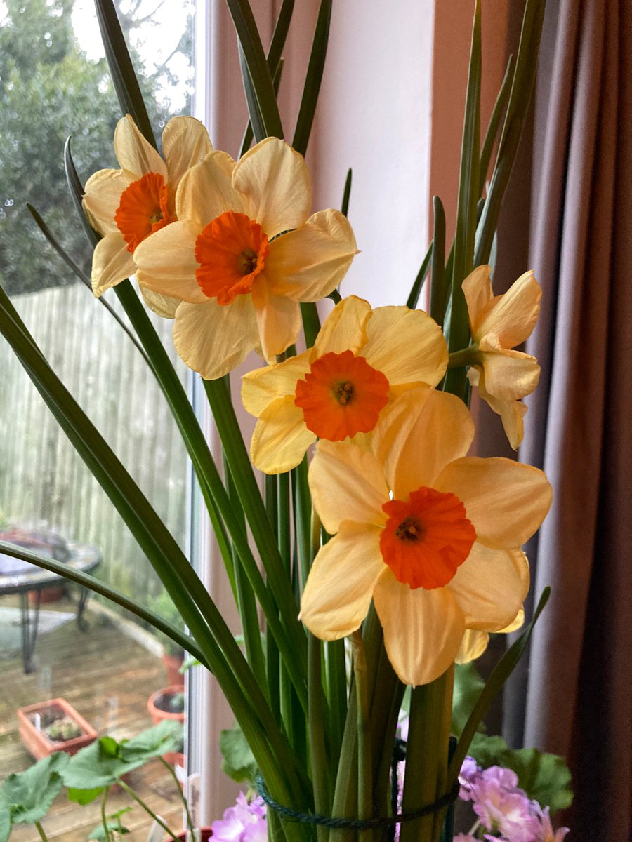 Stunning daffodils today #daffodils #daffodilkedron #springbulbs #loveyourgarden #loveyourweekend #spring #indoorgarden