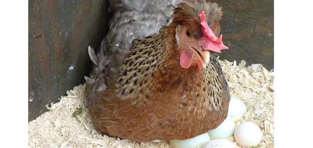 10 Lessons from HEN:1. She first lays enough eggs before sitting on them: GOOD PLANNING.2. When she starts sitting on her eggs, she minimizes movement: DISCIPLINE.3. She physically loses weight while sitting on her eggs due to decreased feeding: SACRIFICE and SELF DENIAL.