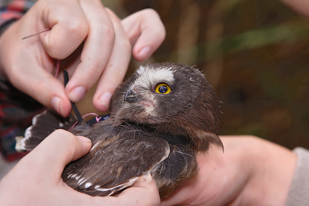 When it was time for them to leave the nest, we weighed and measured the young, took blood samples and fitted one from each nest with a transmitter so we could track their dispersal from the nest. No one had ever tracked young saw-whets before so we learned a lot.  #SuperbOwl   6/