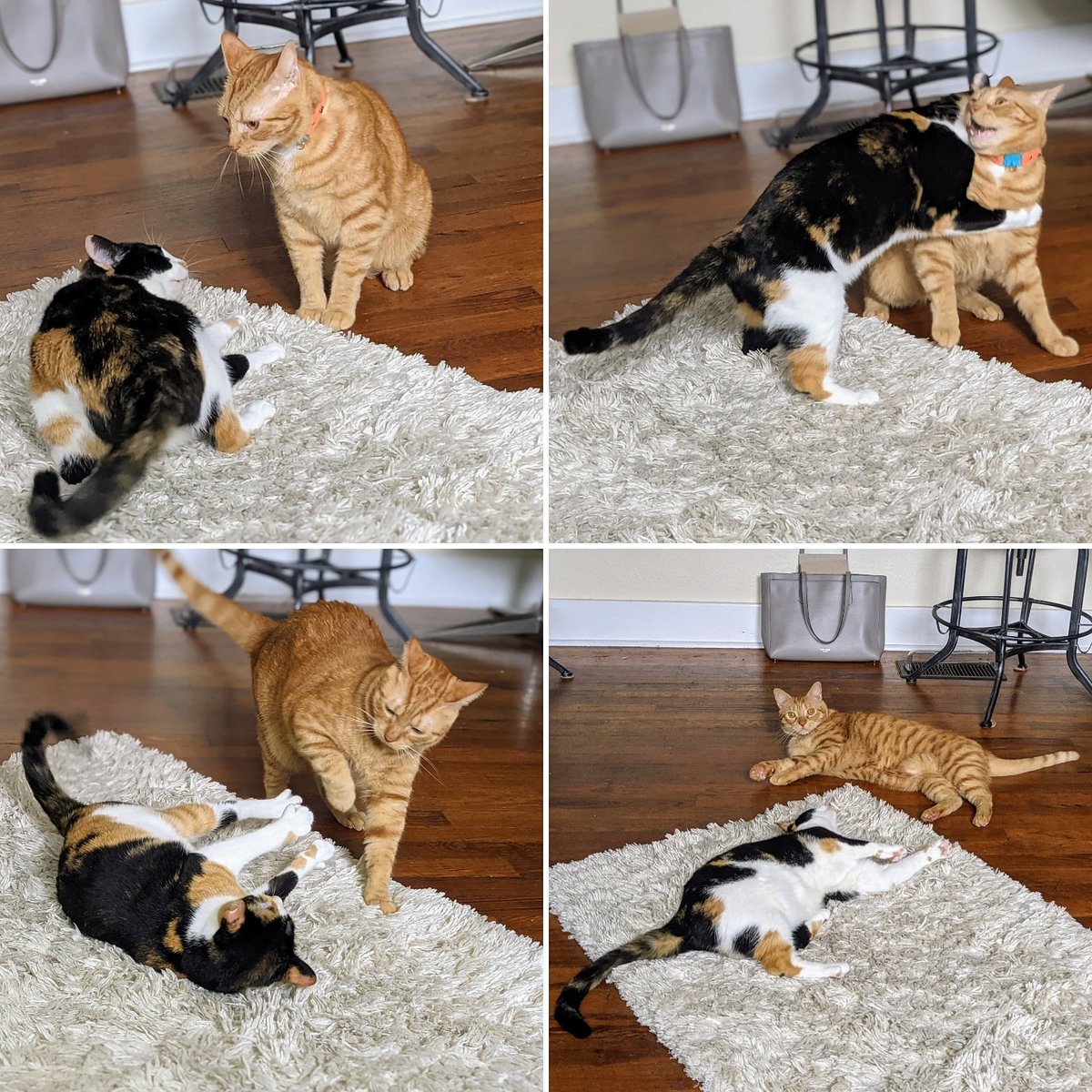 The Cats of Sundar Howry Rue. Game on! #Cat #Caturday #tweetycats #Meow #twittercats #Kitty #Kittycat #Catoftwitter #Cutecat #Catoftheday #Kittylove #twitterkitty #Cateye #Catlover #Cateyes #Catlovers #Cutecats #Animals #Mypet #Kittens #Cats  #Kitten #Pet #Meow #Gato #ilovemycat