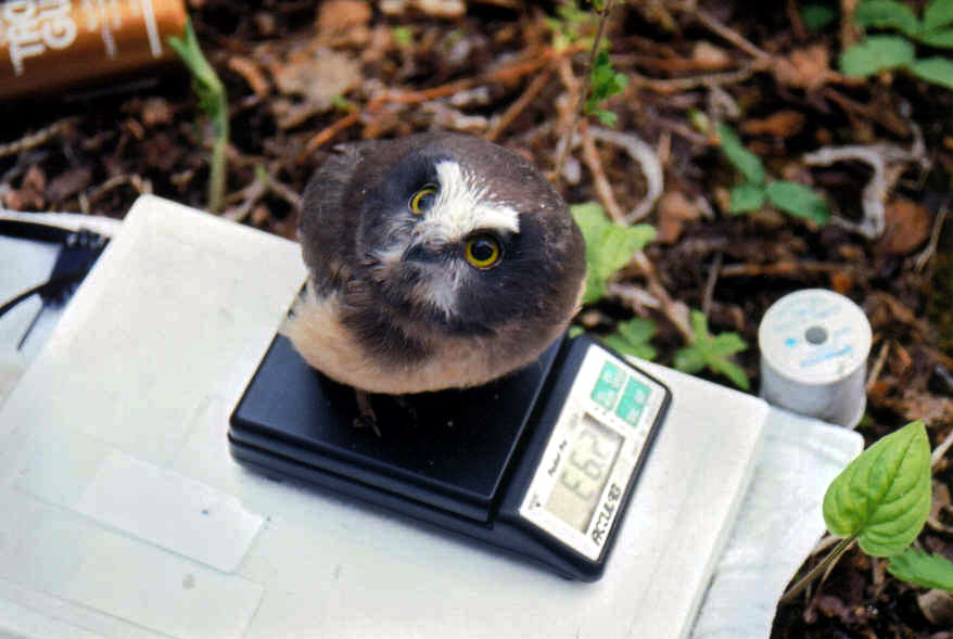 When it was time for them to leave the nest, we weighed and measured the young, took blood samples and fitted one from each nest with a transmitter so we could track their dispersal from the nest. No one had ever tracked young saw-whets before so we learned a lot.  #SuperbOwl   6/