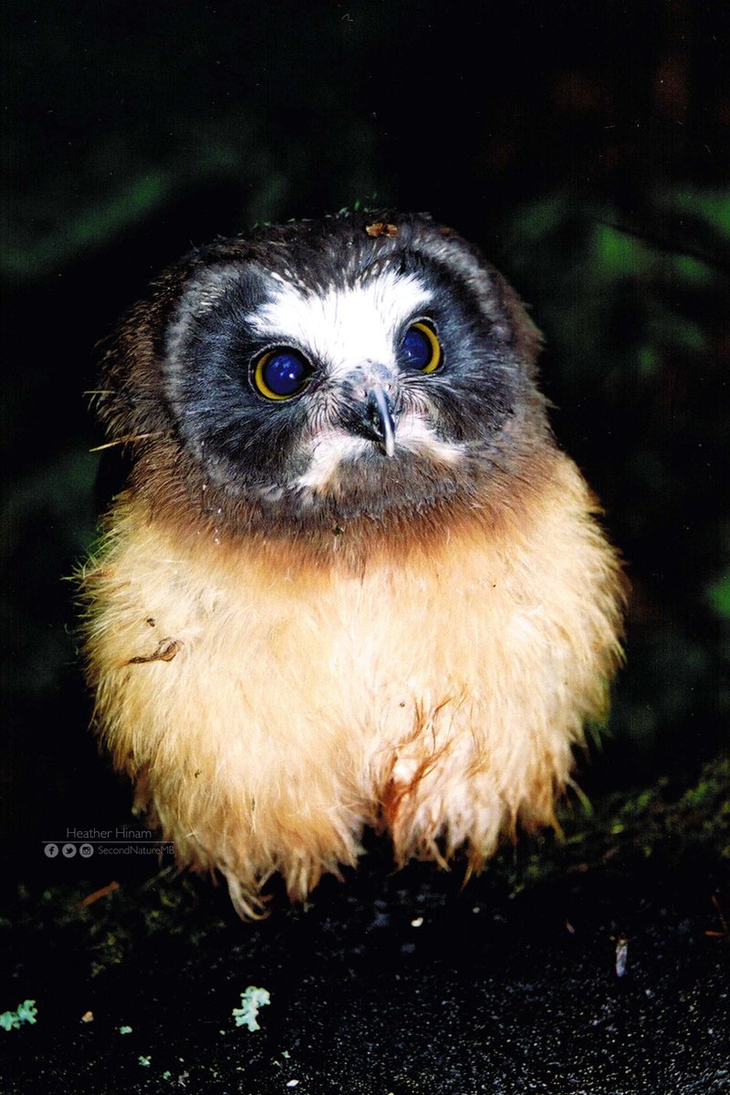 For the record, juvenile saw-whet owls are extremely cute.  #SuperbOwl    #SuperbOwlSunday 7/