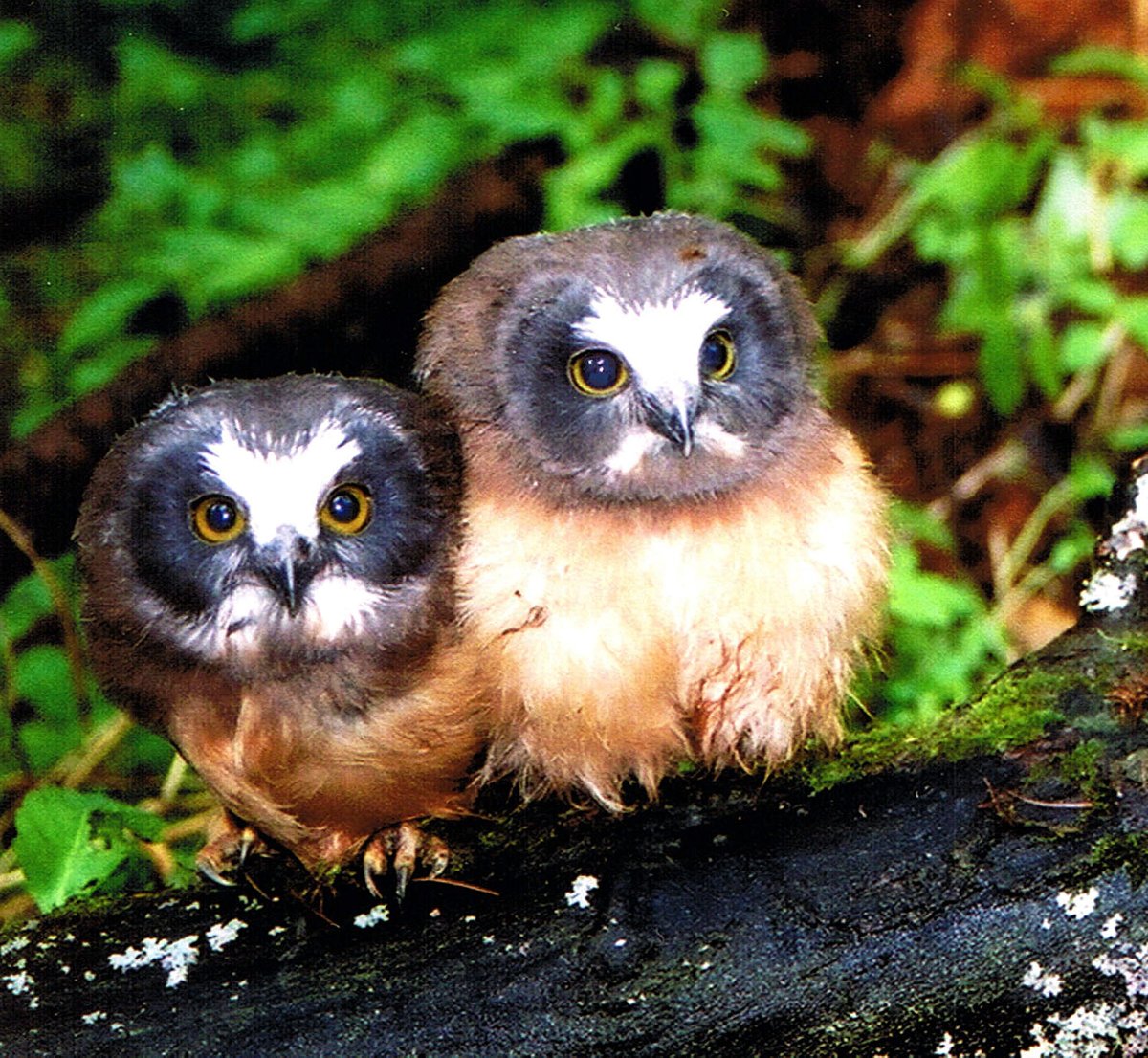 For the record, juvenile saw-whet owls are extremely cute.  #SuperbOwl    #SuperbOwlSunday 7/