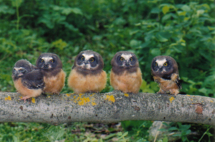 For the record, juvenile saw-whet owls are extremely cute.  #SuperbOwl    #SuperbOwlSunday 7/