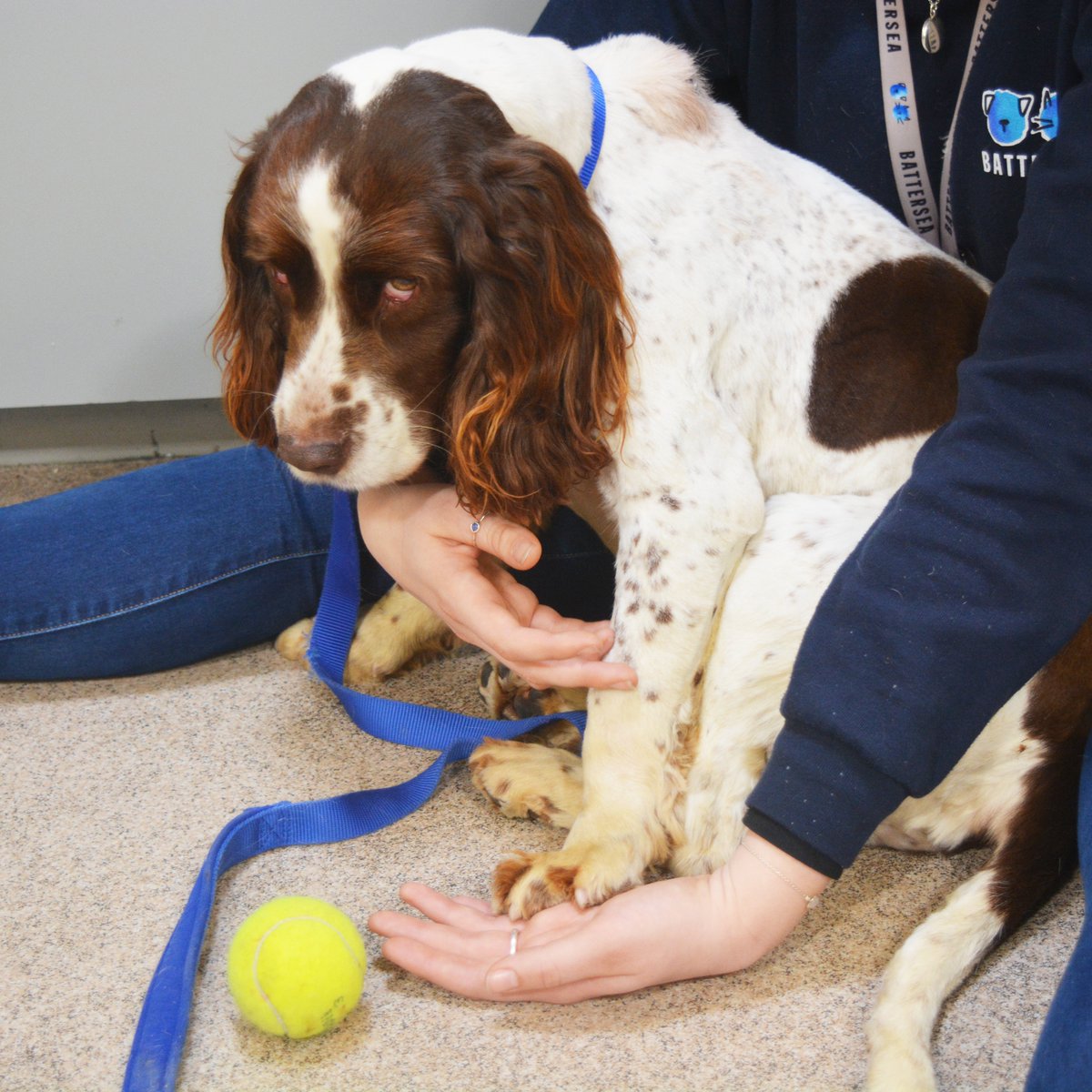 Battersea_'s tweet image. After being abandoned on the streets in a terrible state, Nigel arrived at Battersea covered in fleas, with a large tumour on his back. 💔Our caring staff coaxed him out of his shell and after making a full recovery in our clinic, he found a loving new home. 💙