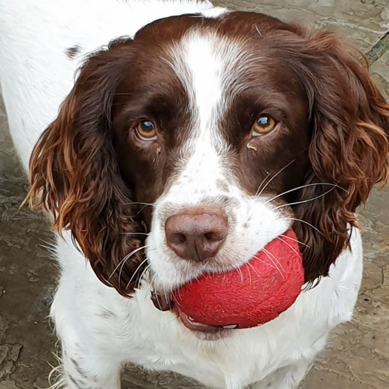 Battersea_'s tweet image. After being abandoned on the streets in a terrible state, Nigel arrived at Battersea covered in fleas, with a large tumour on his back. 💔Our caring staff coaxed him out of his shell and after making a full recovery in our clinic, he found a loving new home. 💙