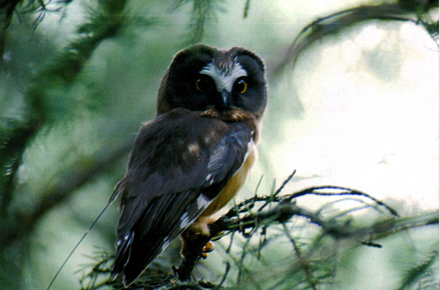 After about a month, we'd recapture the young (and males) to get the transmitter off. This was done using a long pole with a little noose. I'd carefully snag the tiny bird and bring it down. It took a lot of hand-eye coordination (and patience).  #SuperbOwl    #SuperbOwlSunday 8/