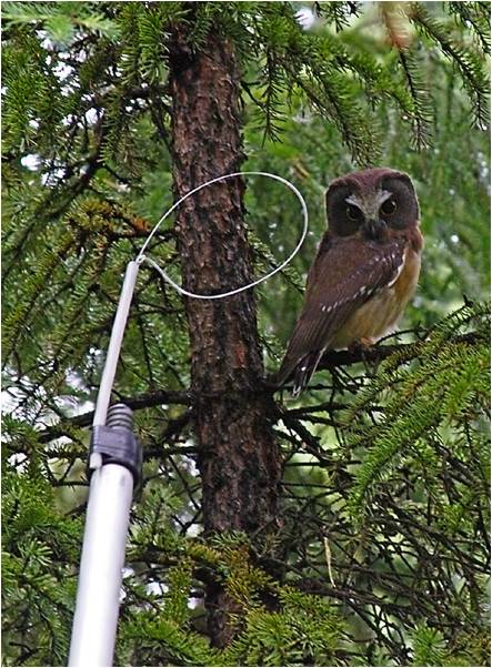 After about a month, we'd recapture the young (and males) to get the transmitter off. This was done using a long pole with a little noose. I'd carefully snag the tiny bird and bring it down. It took a lot of hand-eye coordination (and patience).  #SuperbOwl    #SuperbOwlSunday 8/