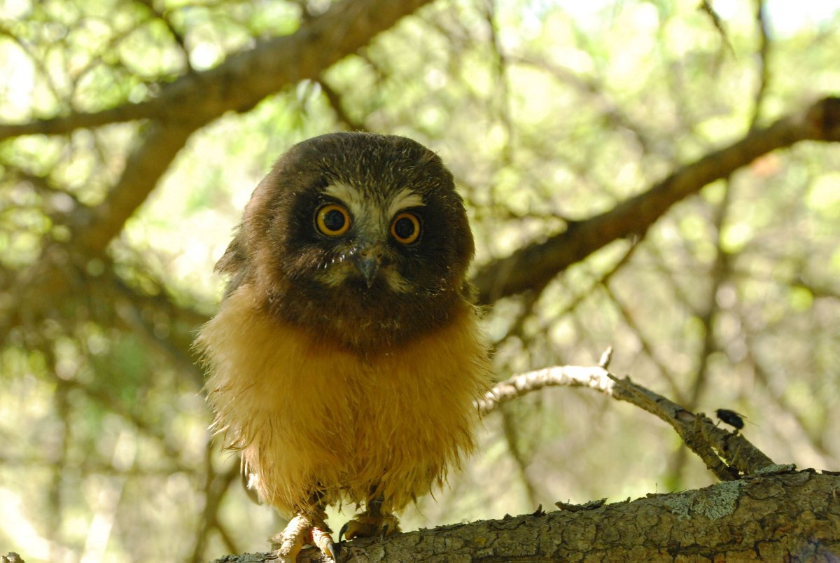 In the end, we found that areas where forest was scarce and fragmented made life harder for saw-whets. The young were more stressed and didn't move away from the nests as quickly. They could still survive because there was still lots of food, but had to work harder.  #SuperbOwl   9/