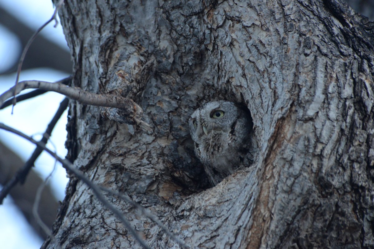 I'm no longer a researcher, but I still work with owls... and you can too! See if your region is doing a volunteer nocturnal owl survey. You can take part each year going out to listen and look for owls and help us learn more about these amazing species.  #SuperbOwl   10/10