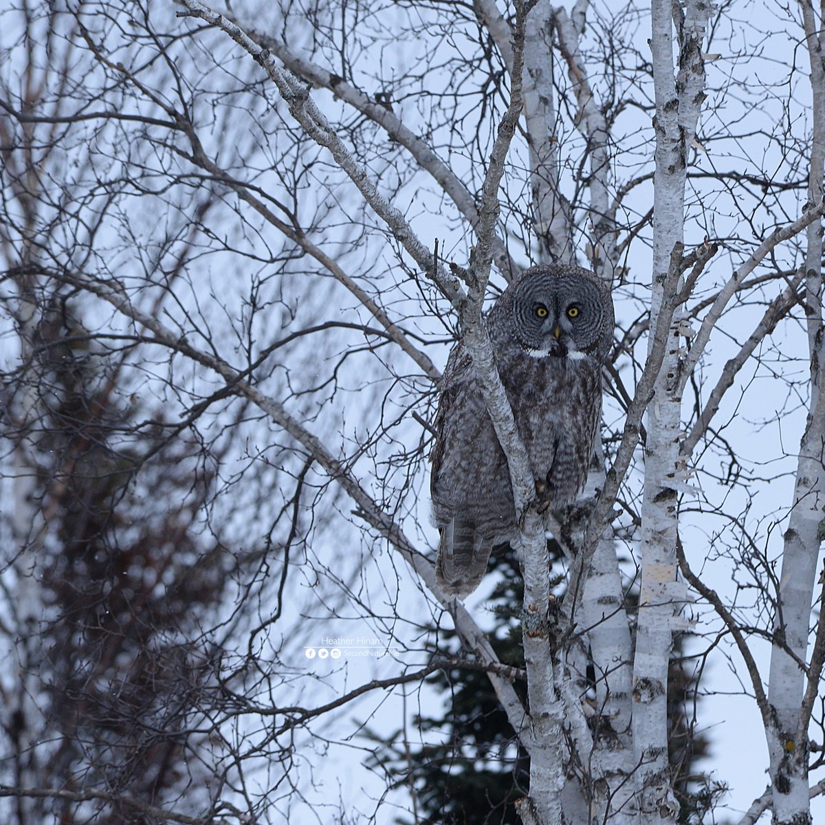 I'm no longer a researcher, but I still work with owls... and you can too! See if your region is doing a volunteer nocturnal owl survey. You can take part each year going out to listen and look for owls and help us learn more about these amazing species.  #SuperbOwl   10/10