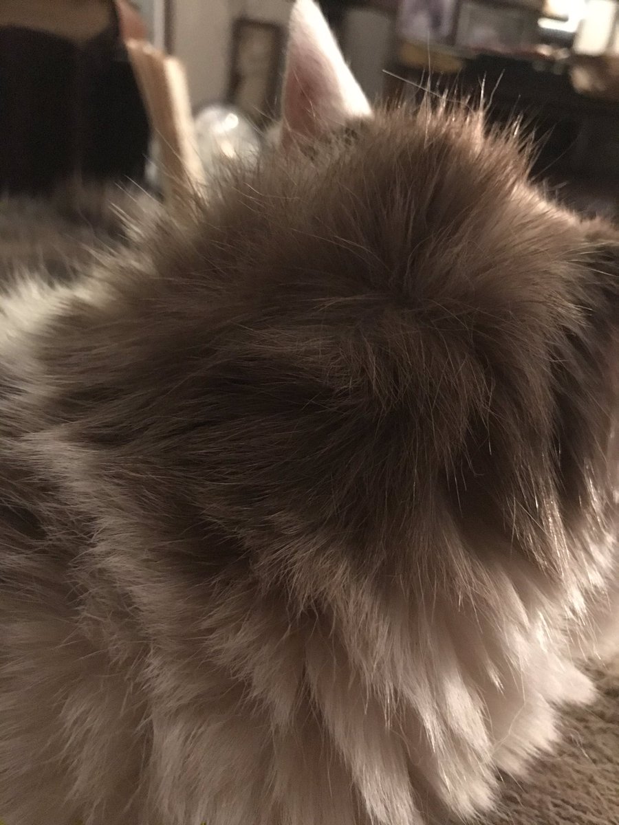 flashtoe's tweet photo. ひっぴ君も寝癖つくんだね☺️ https://t.co/q5qmGzsUts