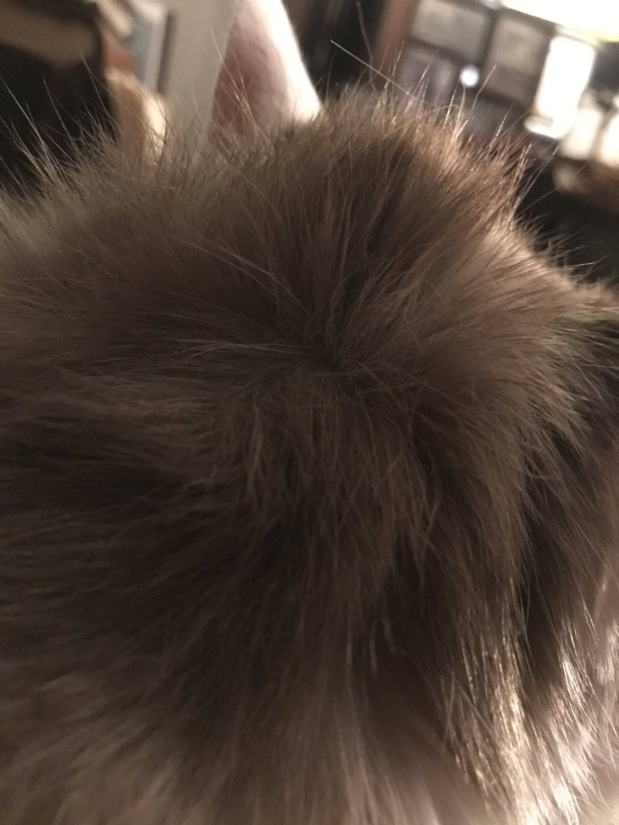 ひっぴ君も寝癖つくんだね☺️